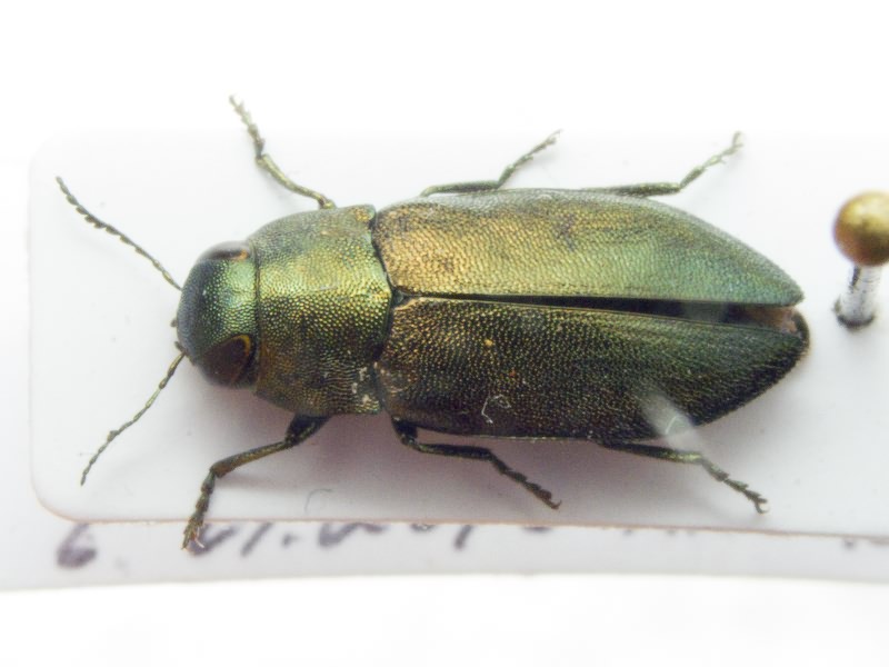 Phaenops formaneki formaneki Jakobson, 1913